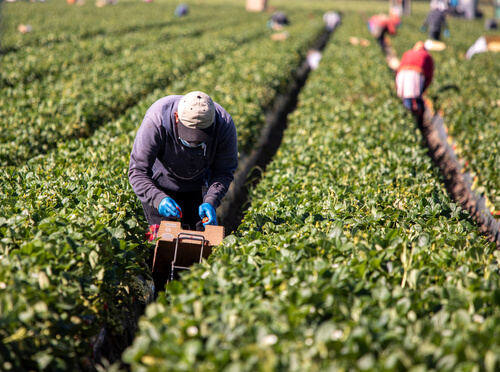 Farmworkers: Best Jobs For Immigrants Without Papers